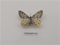 藏品(尺蛾123)的圖片